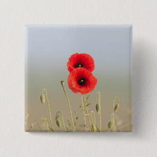 Badge Carré 5 Cm Coquelicots dans la lumière du matin