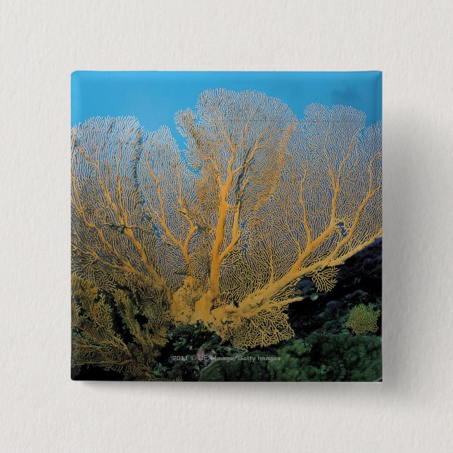 Badge Carré 5 Cm Corail de Gorgonian (Devant)