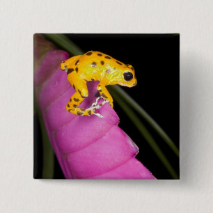 Badge Carré 5 Cm Costa Rica. Gros plan sur une grenouille dart