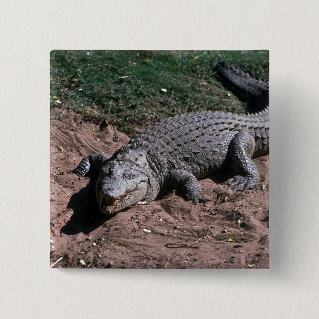 Badge Carré 5 Cm Crocodile du Nil (Devant)