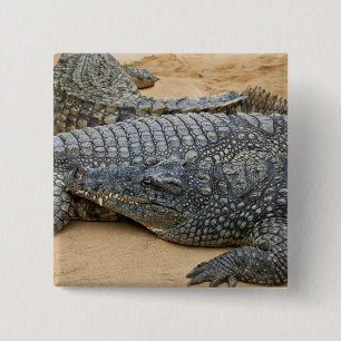 Badge Carré 5 Cm Crocodiles