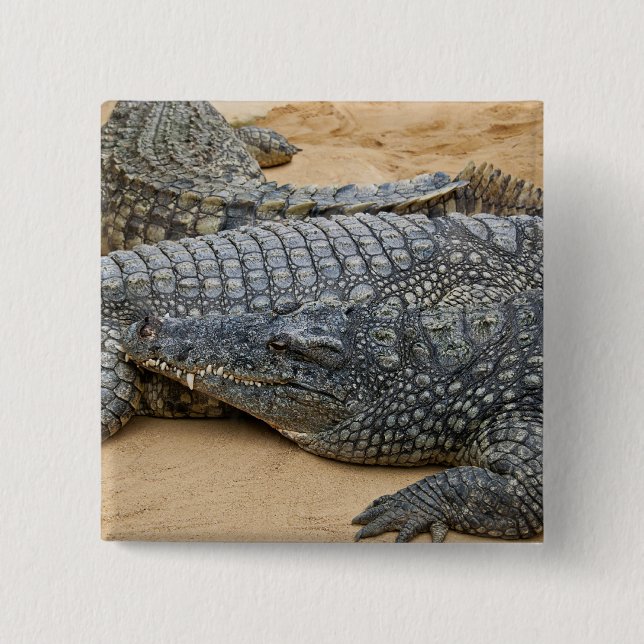 Badge Carré 5 Cm Crocodiles (Devant)