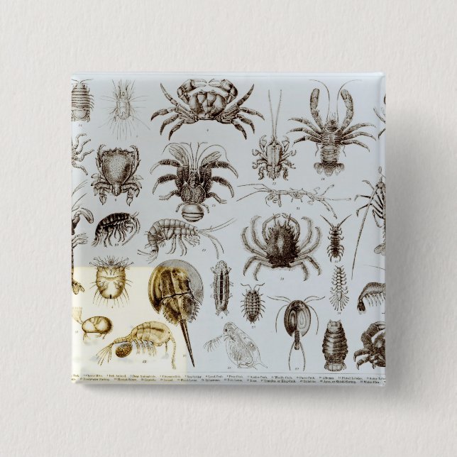 Badge Carré 5 Cm Crustacés et arachnides (Devant)