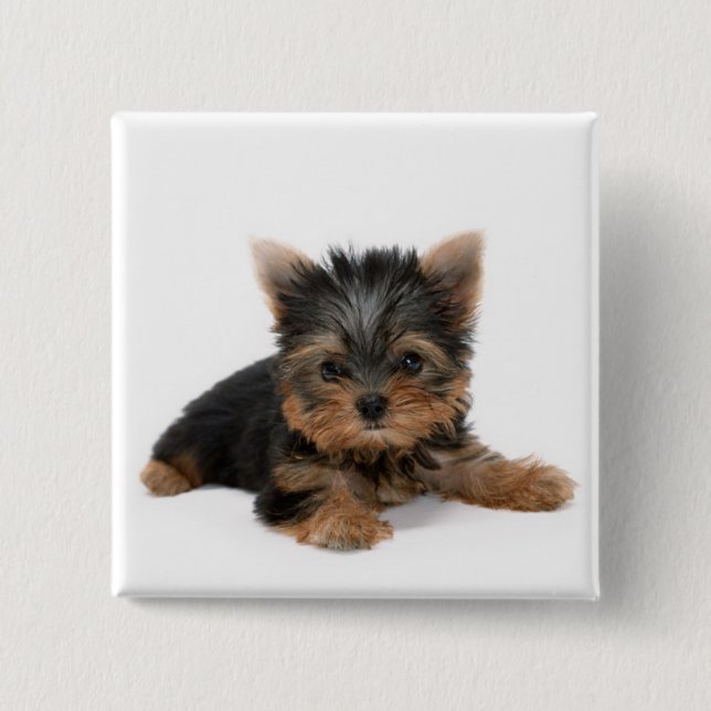 Badge Carré 5 Cm Cute Yorkshire Terrier Puppy (Devant)