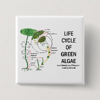 Cycle de vie des algues vertes