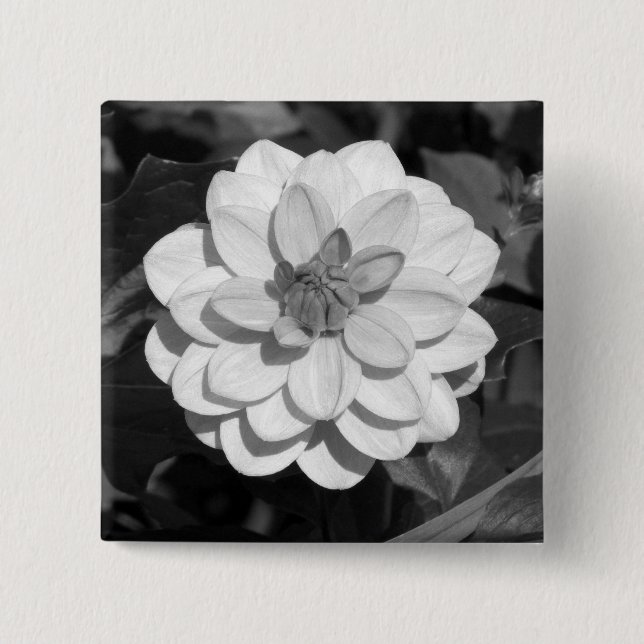 Badge Carré 5 Cm Dahlia 'David Howard' B&W (Devant)