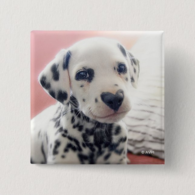 Badge Carré 5 Cm Dalmatien Nez de Coeur (Devant)