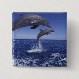 Badge Carré 5 Cm dauphins à gros nez des Caraïbes