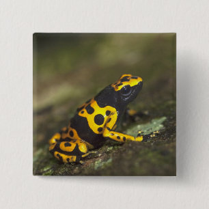Badge Carré 5 Cm Dendrobates de grenouille à bandes jaunes