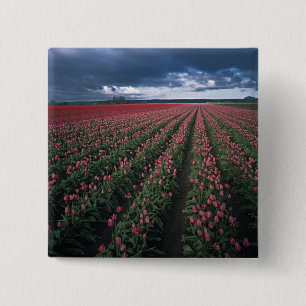 Badge Carré 5 Cm Des tulipes roses et rouges brillent sous un ciel