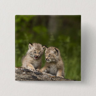 Badge Carré 5 Cm Deux chatons de Canada Lynx (Lynx Canadensis)