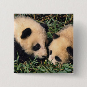 Badge Carré 5 Cm Deux petits panda dans le bambou, Wolong,