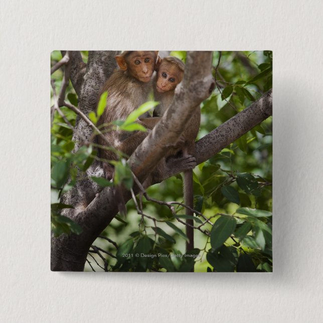 Badge Carré 5 Cm Deux singes dans un arbre (Devant)