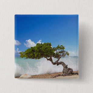 Badge Carré 5 Cm Divi Divi Divi Tree, Eagle Beach, Aruba, Caraïbes