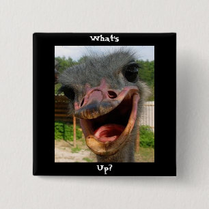 Badge Carré 5 Cm Drôle Ostrich Bird Photo What's Up