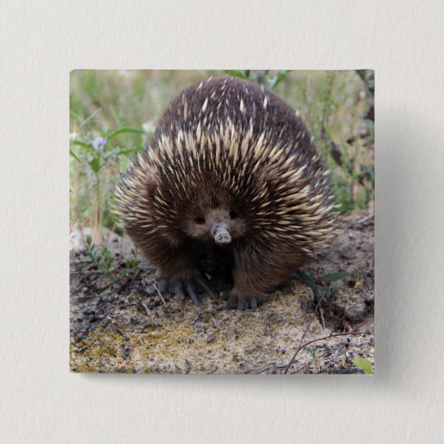 Badge Carré 5 Cm Echidna mignon d'Australie (Devant)