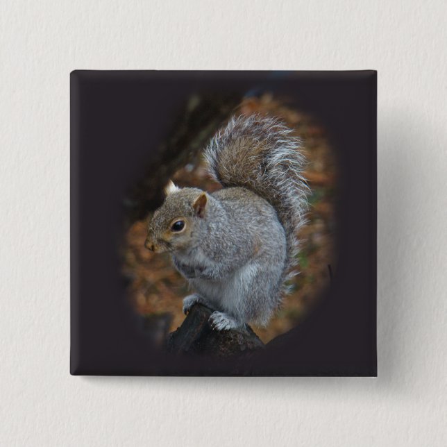 Badge Carré 5 Cm Écureuil gris de l'Est - Sciurus carolinensis (Devant)