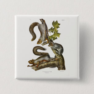 Badge Carré 5 Cm Écureuil gris-oriental (écureuil migrateur) Audubo