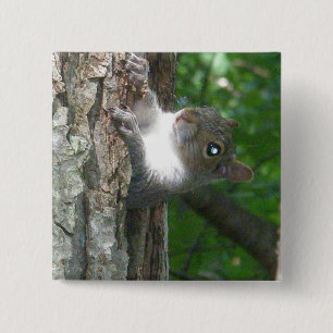 Badge Carré 5 Cm Écureuil gris (Sciurus carolinensis)
