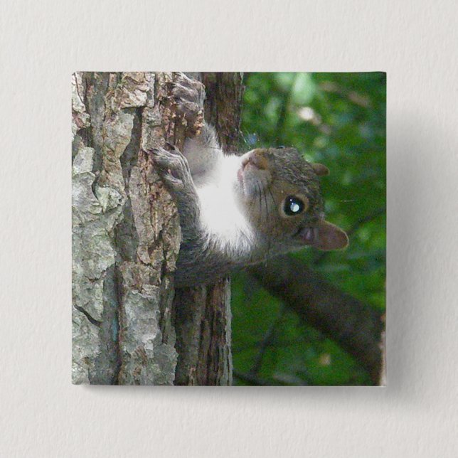 Badge Carré 5 Cm Écureuil gris (Sciurus carolinensis) (Devant)