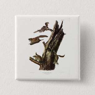 Badge Carré 5 Cm Écureuil volant commun ou méridional, ou l'Assapan