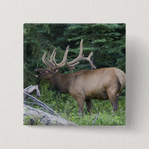 Badge Carré 5 Cm Élan bugling dans le parc national de Banff, Canad