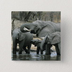 Badge Carré 5 Cm Eléphant africain, (Loxodonta africana), boire
