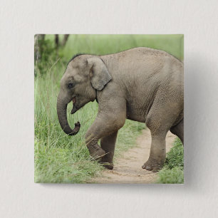 Badge Carré 5 Cm Éléphant bébé suivant sa mère, Corbett