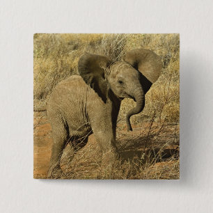 Badge Carré 5 Cm Éléphant d'Afrique bébé, Loxodonta Africana,
