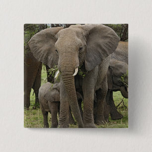 Badge Carré 5 Cm Éléphant d'Afrique Troupeau
