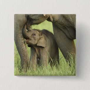 Badge Carré 5 Cm Éléphant indien / asiatique et jeune, Corbett 2