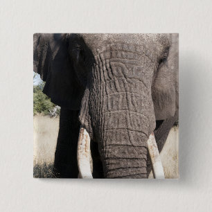Badge Carré 5 Cm Éléphant (Loxodonta africana), Abu Camp 3
