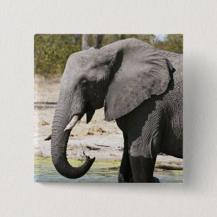 Badge Carré 5 Cm Elephant (Loxodonta africana), Savute Channel