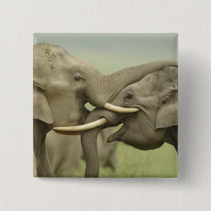 Badge Carré 5 Cm Éléphants asiatiques indiens s'amusent à se battre