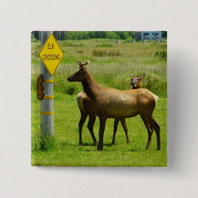 Badge Carré 5 Cm Elk Crossing California Wildlife Photography (Devant)