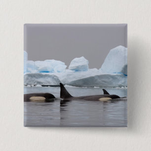Badge Carré 5 Cm épaulards (orques), Orcinus orca, groupe