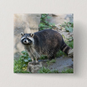 Badge Carré 5 Cm Épingles de Raton laveur