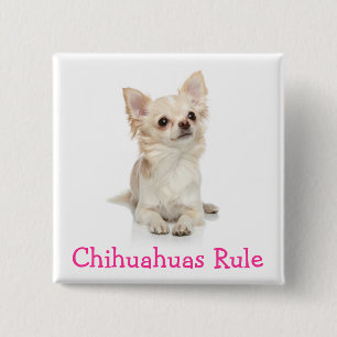 Badge Carré 5 Cm Épinglette à bouton Chihuahuas règnent