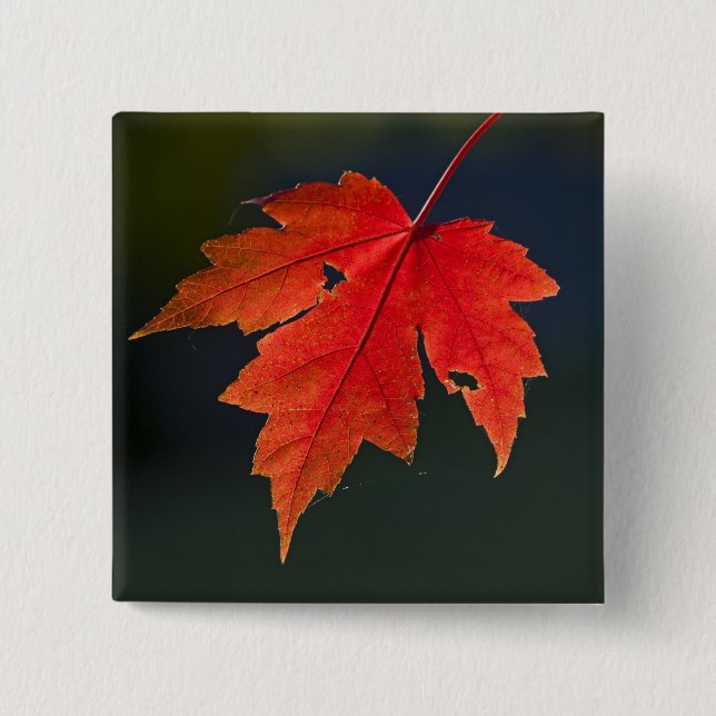 Badge Carré 5 Cm Érable rouge (Acer rubrum) feuille rouge en automn (Devant)