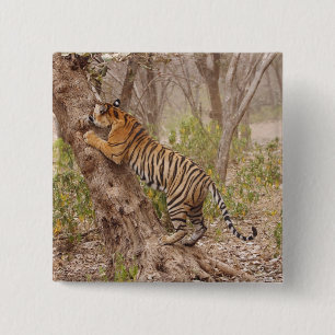 Badge Carré 5 Cm Escalade royale de Tigre du Bengale sur l'arbre