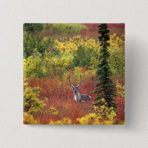 Badge Carré 5 Cm États-Unis, Alaska, Parc national de Denali. Carib