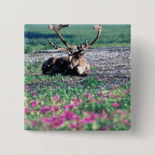 Badge Carré 5 Cm États-Unis, Alaska, Parc national de Denali, Carib