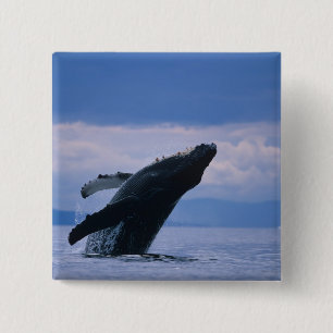 Badge Carré 5 Cm États-Unis, Alaska, Tongass National Forest, Bossu