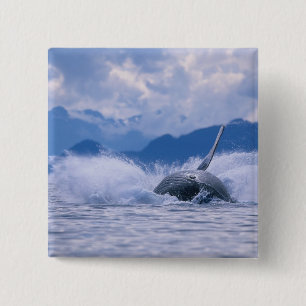 Badge Carré 5 Cm États-Unis, Alaska, Tongass National Forest, Bossu