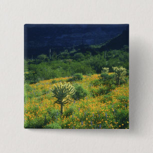 Badge Carré 5 Cm États-Unis, Arizona, Monument national du cactus o