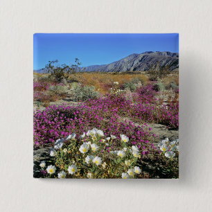 Badge Carré 5 Cm États-Unis, Californie, Anza-Borrego DSP. Soirée d