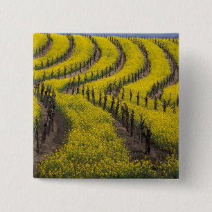 Badge Carré 5 Cm États-Unis, Californie, Napa Valley, Los Carneros