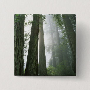 Badge Carré 5 Cm États-Unis, Californie, Parc national de Redwood,