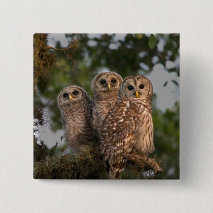 Badge Carré 5 Cm Etats-Unis, Floride, Zones Humides de Viera. Trois