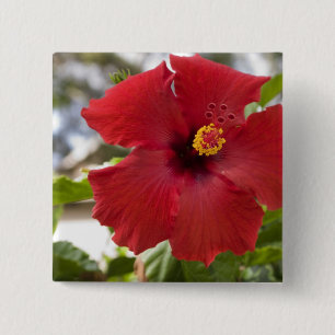 Badge Carré 5 Cm États-Unis, Hawaï, Oahu. L'Hibiscus est la